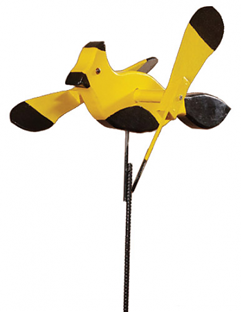 Yellow and Black Bird